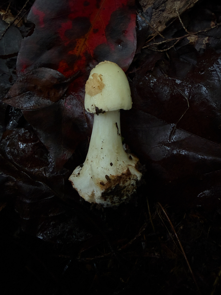 Coker's Lavender Staining Amanita · September 2026 · photo: Photo: (c) Nat Gorka, some rights reserved (CC BY) · iNaturalist