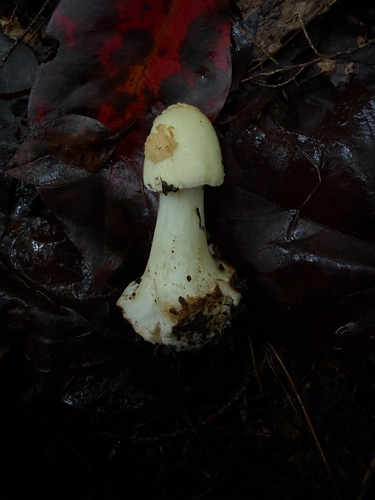 Coker's Lavender Staining Amanita