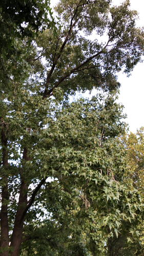 American sweetgum