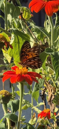 Gulf Fritillary