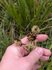 (c) Michael, Antoni and Nihat Hinczewski, some rights reserved (CC BY) Eryngium yuccifolium, photograph (c) Michael, Antoni and Nihat Hinczewski, some rights reserved (CC BY)