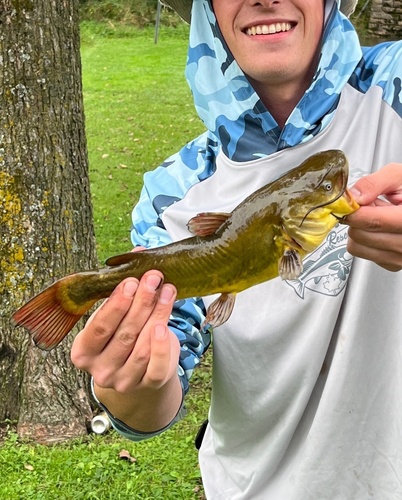 Black Bullhead