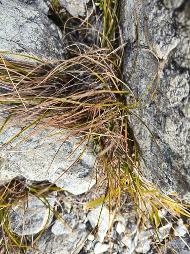 Carex devia (Carex devia)