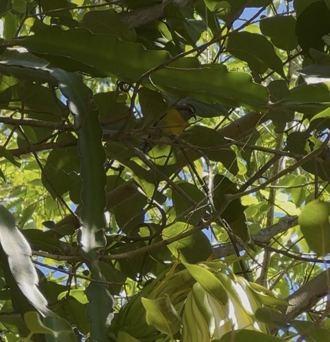 Bananaquit