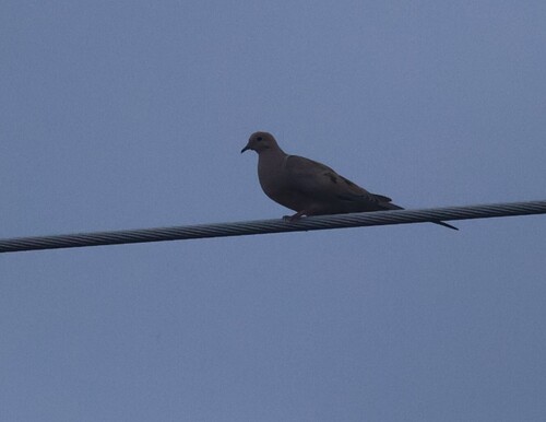 Mourning Dove