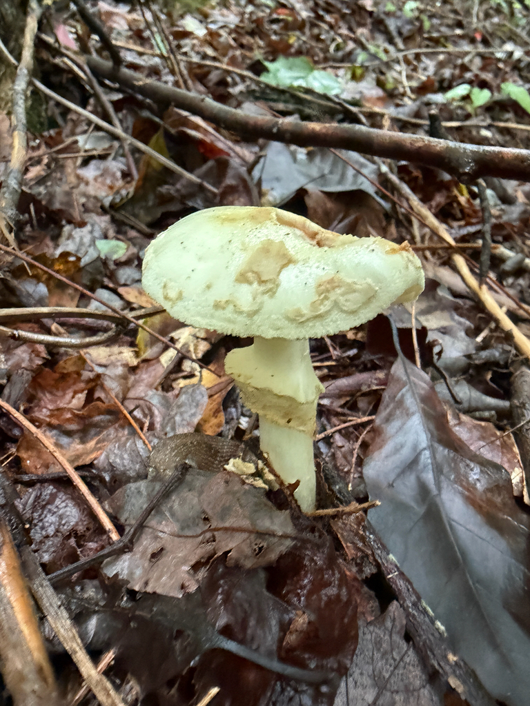 Coker's Lavender Staining Amanita · September 2026 · photo: Photo: (c) Nat Gorka, some rights reserved (CC BY) · iNaturalist