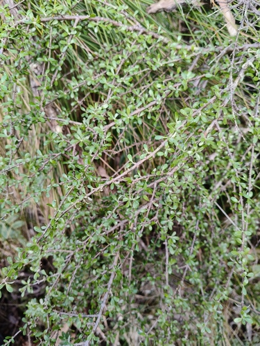 Olearia virgata observed 2026-09-20