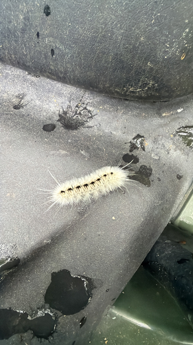 Hickory Tussock Moth