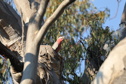 Galah