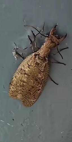 Eastern Dobsonfly