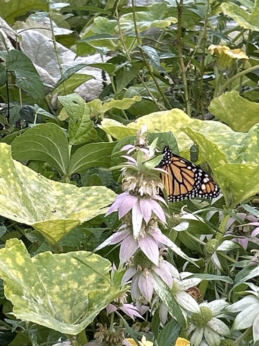 Monarch
