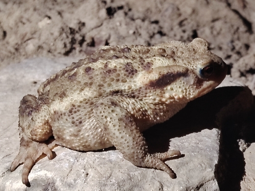 European Toad
