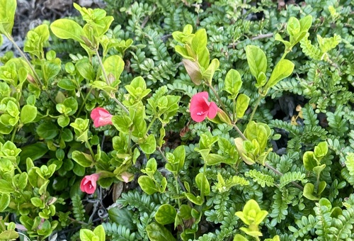 Barleria repens observed 2026-09-20