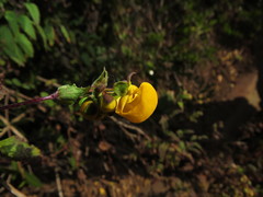 Calceolaria ascendens