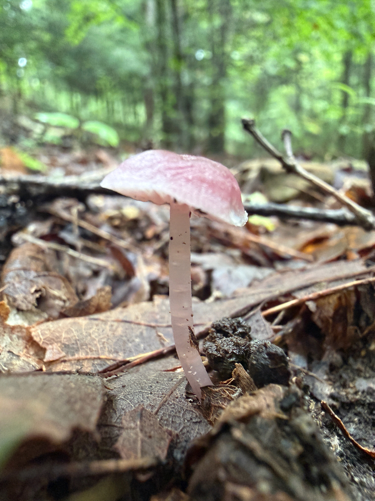 Lilac Bonnet · September 2026 · photo: Photo: (c) Nat Gorka, some rights reserved (CC BY) · iNaturalist