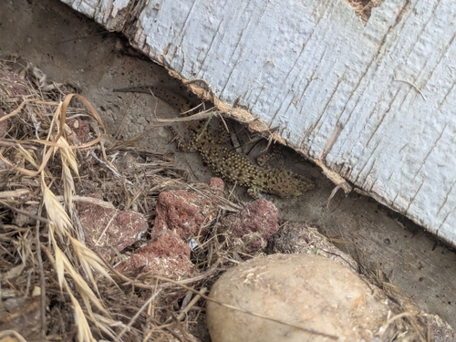 Mediterranean House Gecko