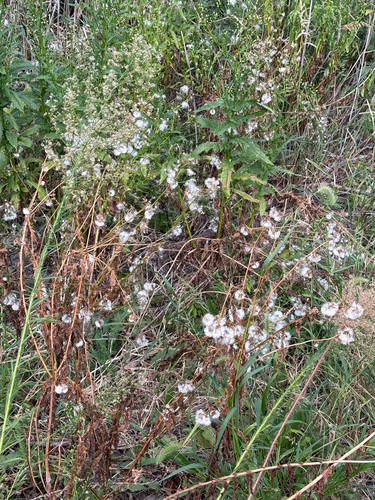 American burnweed