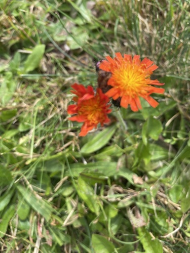 orange hawkweed