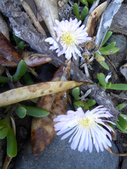 Disphyma australe australe