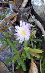 Disphyma australe australe