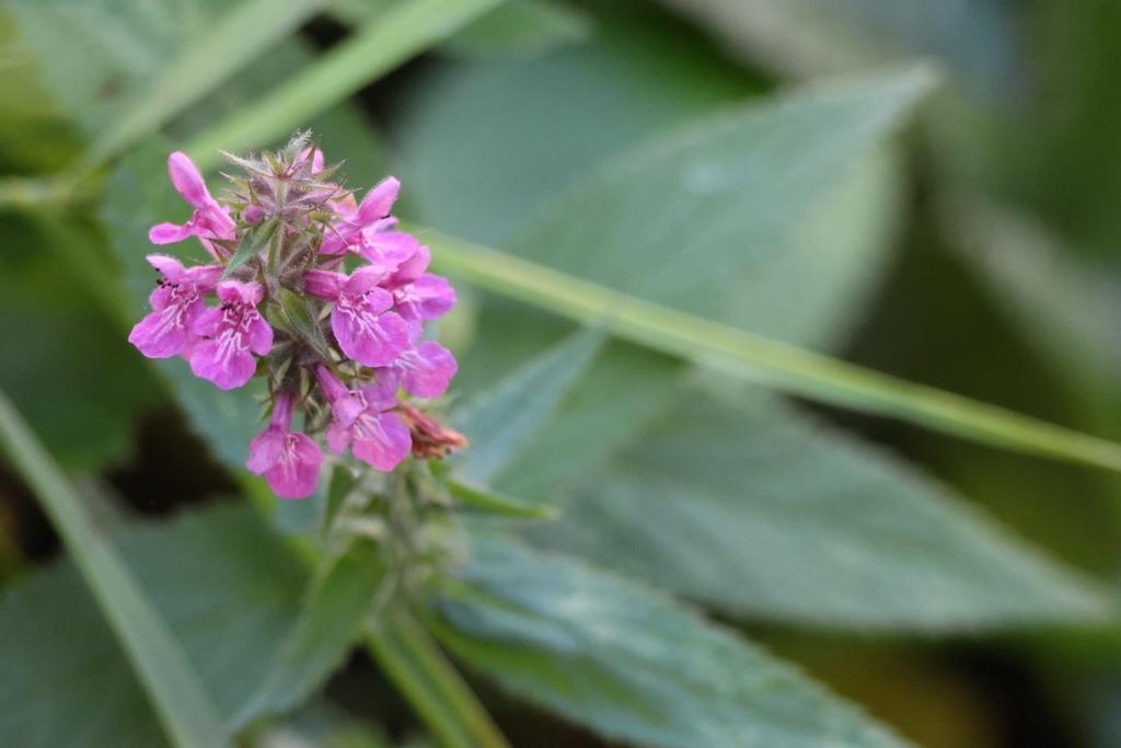 Stachys palustris; photograph (c) ikelman, some rights reserved (CC BY)