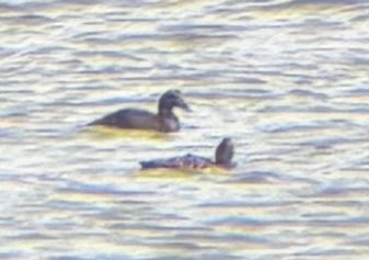 Common Eider