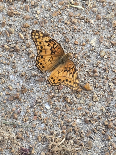 Variegated Fritillary