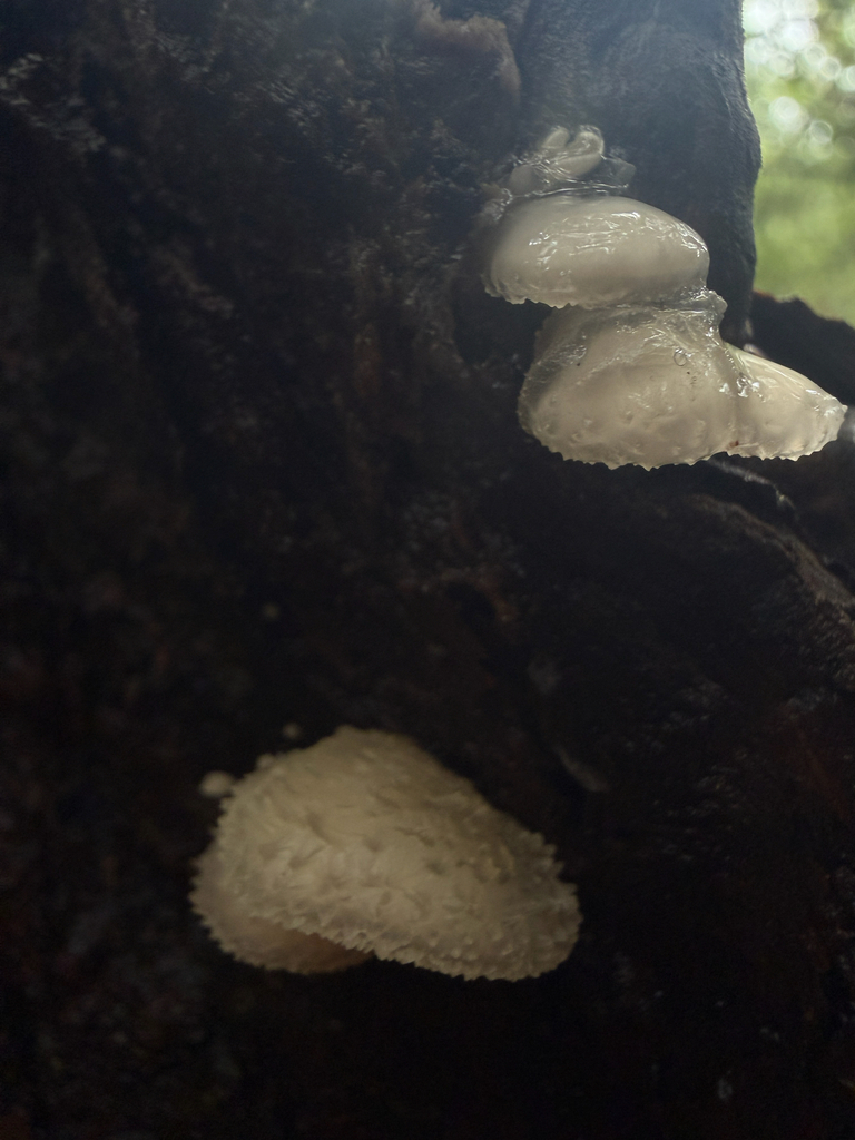 woolly oyster · September 2026 · photo: Photo: (c) Nat Gorka, some rights reserved (CC BY) · iNaturalist