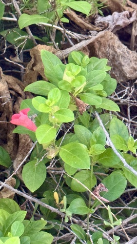 Barleria repens observed 2026-09-20