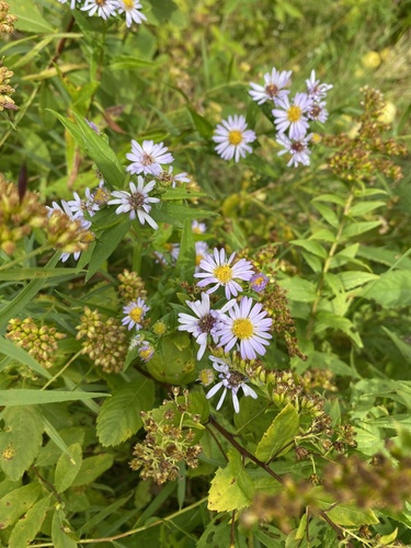 New York aster