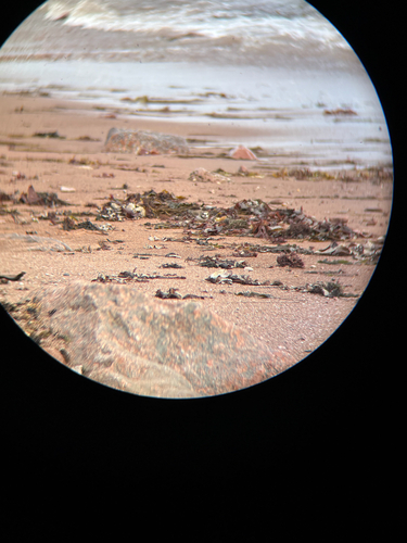 Semipalmated Plover