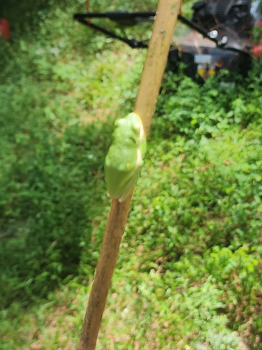 Green Treefrog