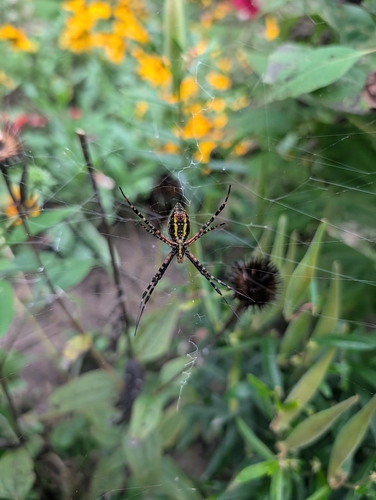 Banded Garden Spider