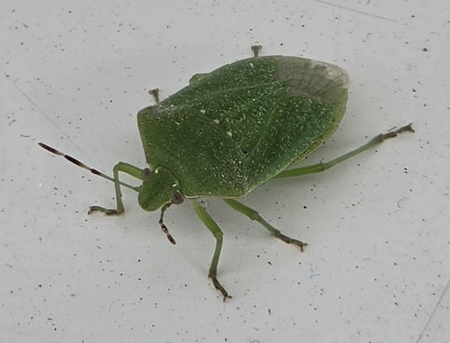 Southern Green Stink Bug