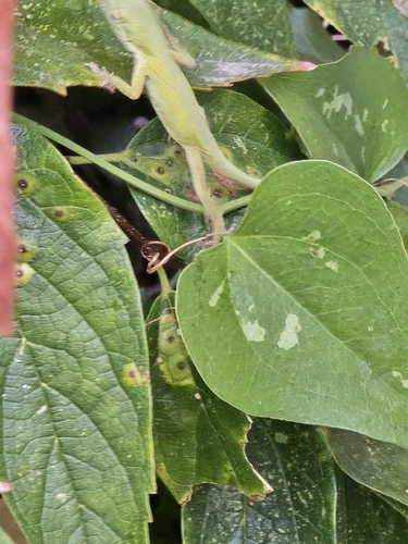 Green Anole