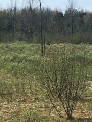 Dumetella carolinensis