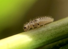 Psyllobora vigintimaculata