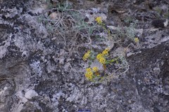 Alyssum serpyllifolium