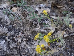 Alyssum serpyllifolium