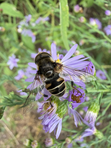 Black-shouldered Drone Fly