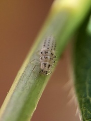Psyllobora vigintimaculata