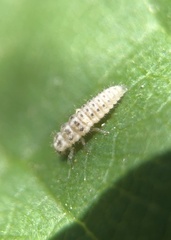 Psyllobora vigintimaculata