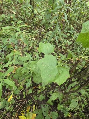 Menispermum canadense