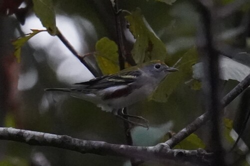 Chestnut-sided Warbler