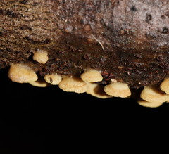 Crepidotus stromaticus