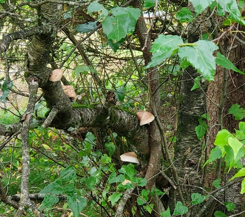 birch polypore