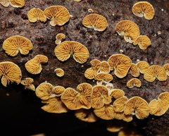 Crepidotus stromaticus