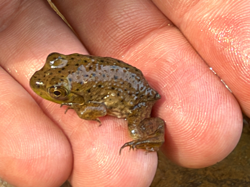 American Bullfrog