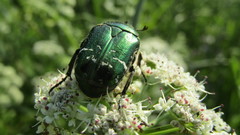 Cetonia aurataeformis