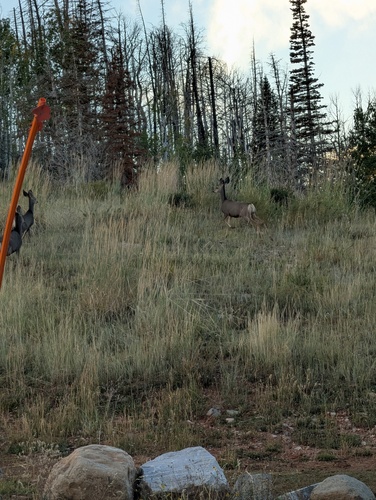 Mule Deer
